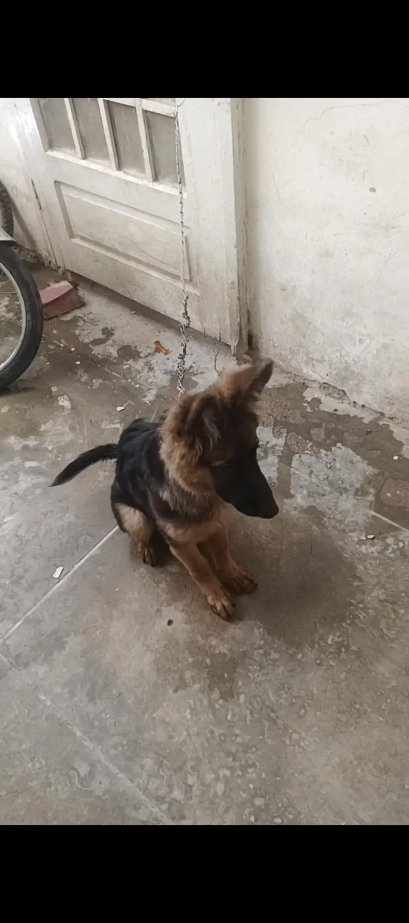 urgent for sale  only serious customer contact with us — photo 3