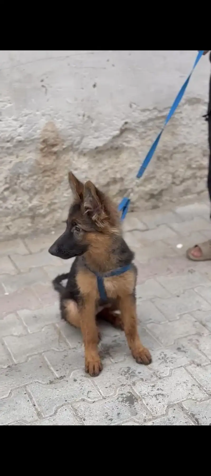urgent for sale  only serious customer contact with us — photo 4