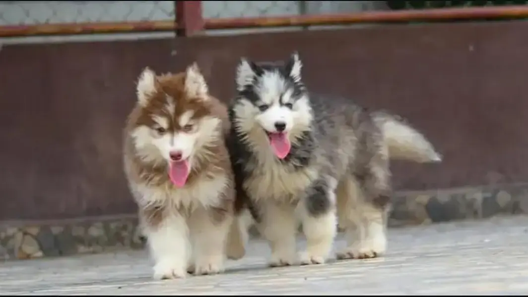 Siberian husky puppy blue eyes pure