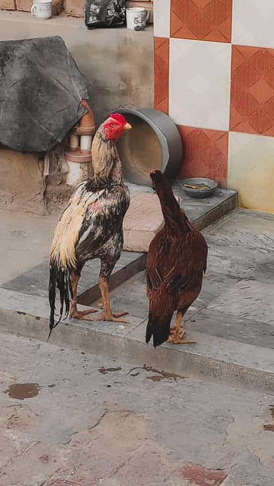 9 eggs ki Average hai pure pair hai pure Sindhi full hieght murgha
