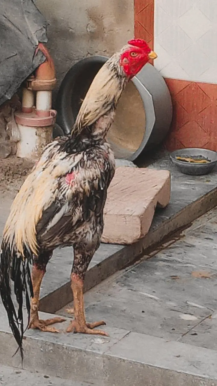 9 eggs ki Average hai pure pair hai pure Sindhi full hieght murgha — photo 2