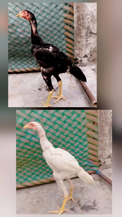 2 pathay for sale