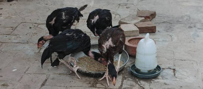 mashka murge ke chicks for sale