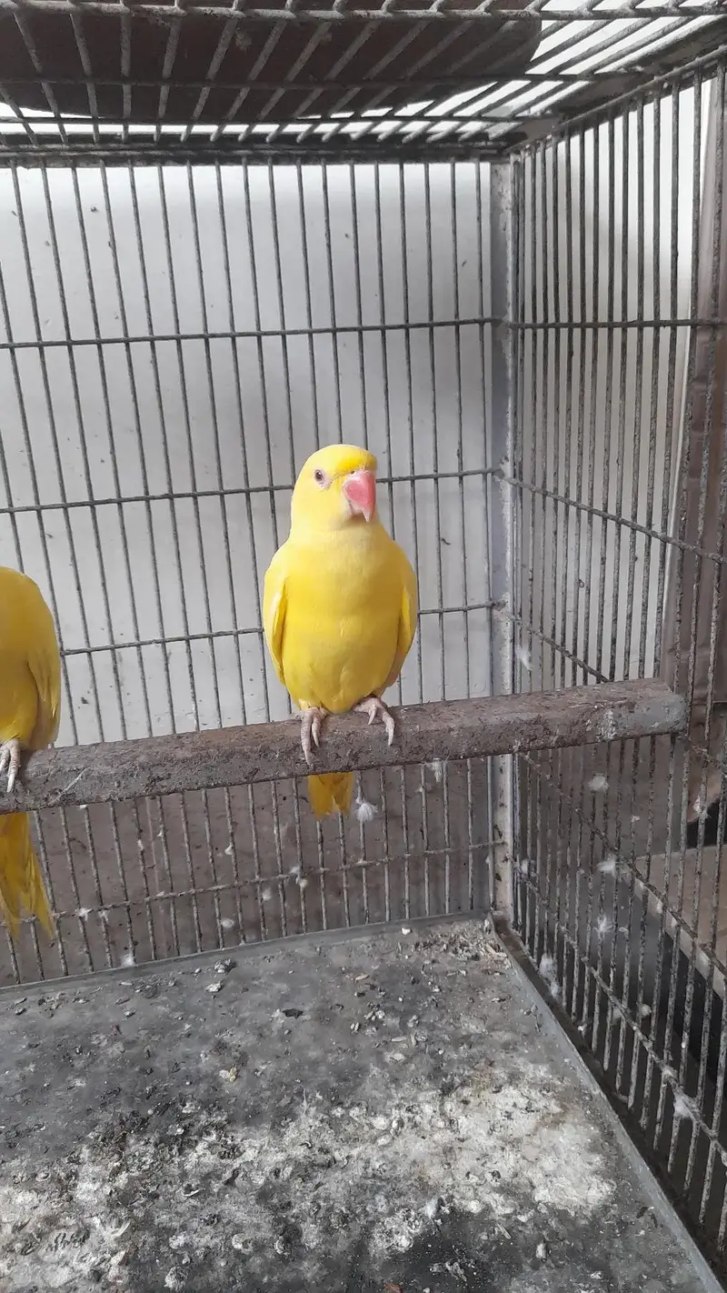 yellow parrot pair for sale with cage — photo 2