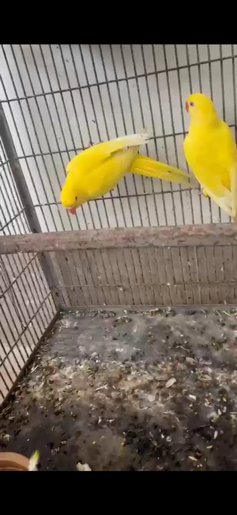 yellow parrot pair for sale with cage — photo 3