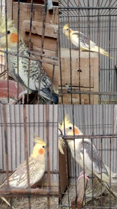 2 pairs of cockatiel parrot