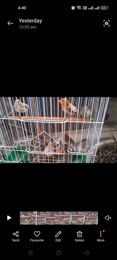 Masha Allah orange zebra finches looking for new home price mention hn