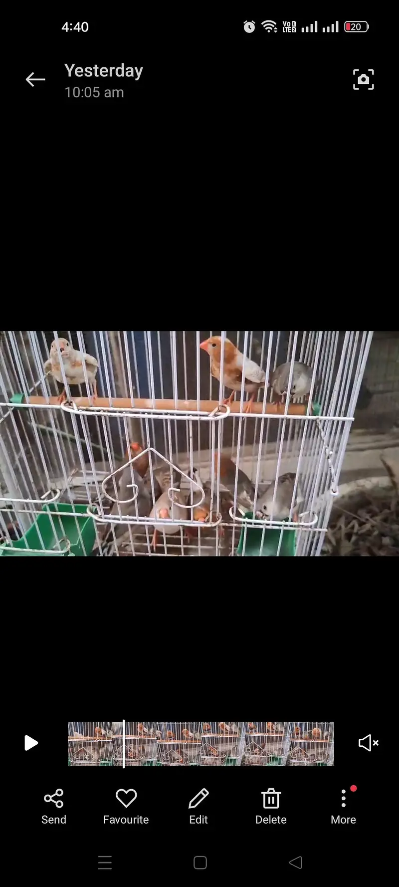 Masha Allah orange zebra finches looking for new home price mention hn