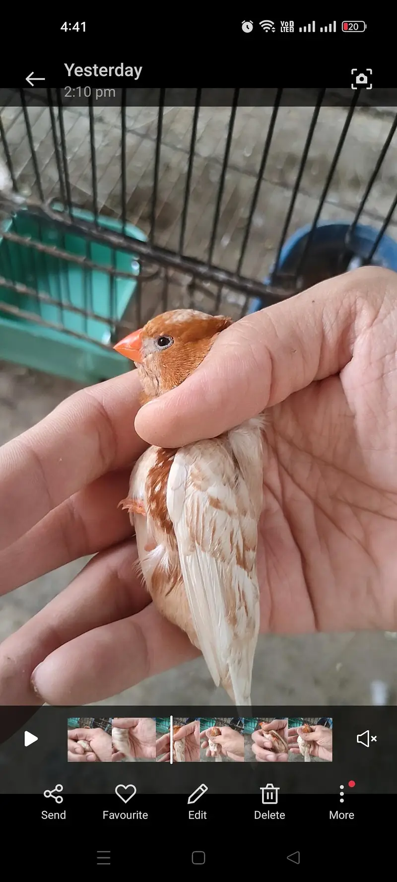 Masha Allah orange zebra finches looking for new home price mention hn — photo 3