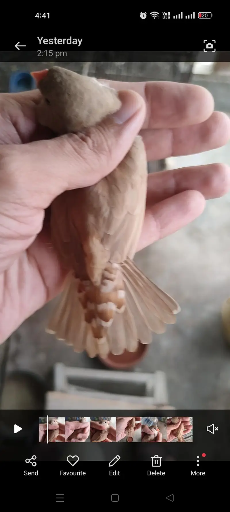 Masha Allah orange zebra finches looking for new home price mention hn — photo 4