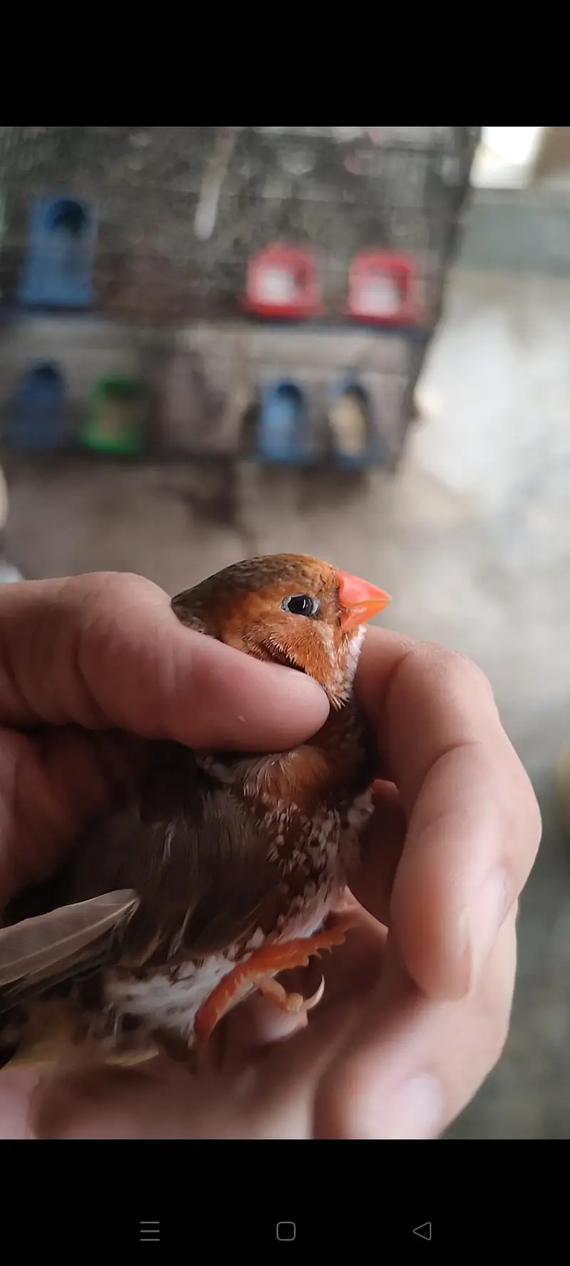 Masha Allah orange zebra finches looking for new home price mention hn — photo 5