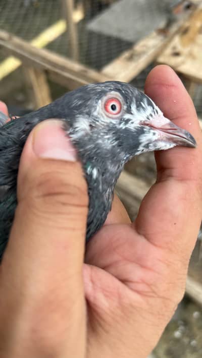 pigeons red eyes