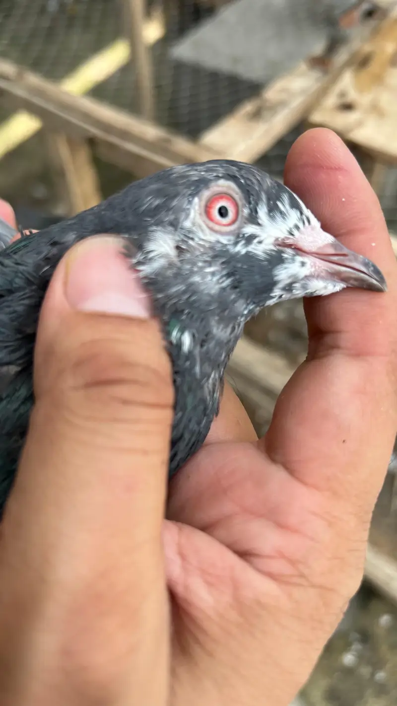 pigeons red eyes