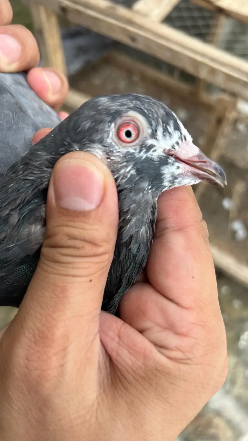 pigeons red eyes — photo 2