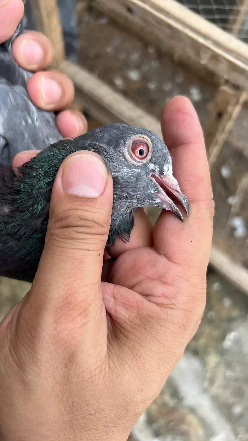 pigeons red eyes — photo 3