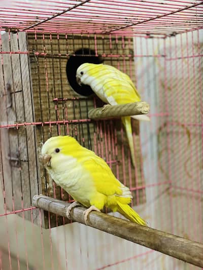 Monk pair Breader with history