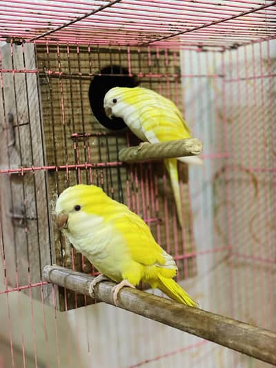 Monk pair Breader with history