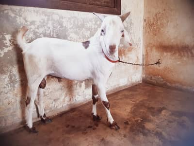Teddy / Tapra Male Goat Healhty and Active MahshaAllah