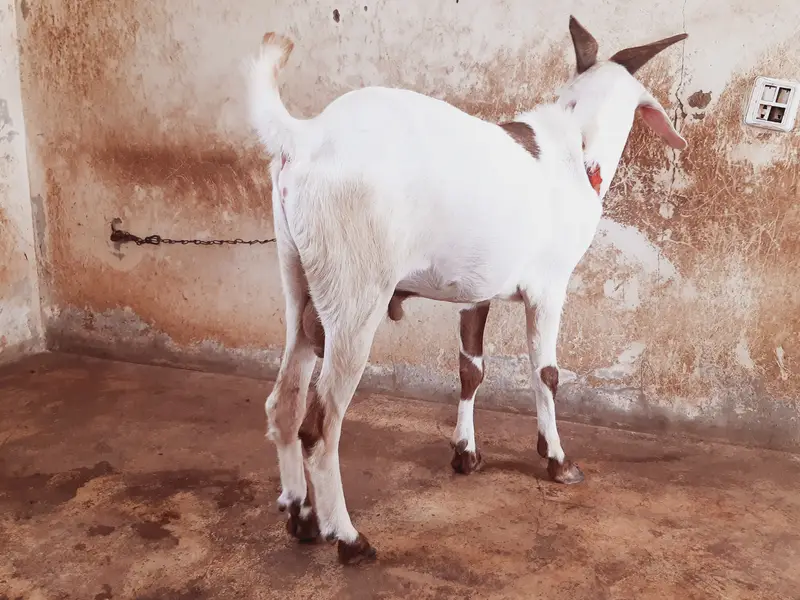 Teddy / Tapra Male Goat Healhty and Active MahshaAllah — photo 6