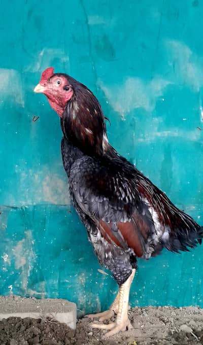 sale n exchnagedesi/fancy hens watsap03435762277