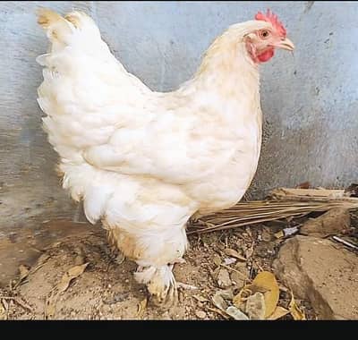 White buff murgi