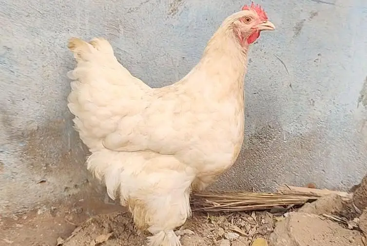 White buff murgi — photo 2