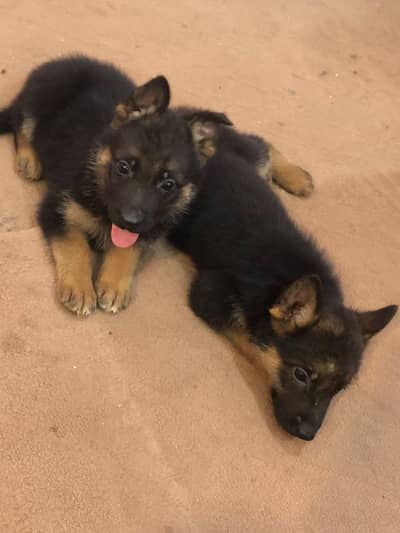 German shepherd puppies pair
