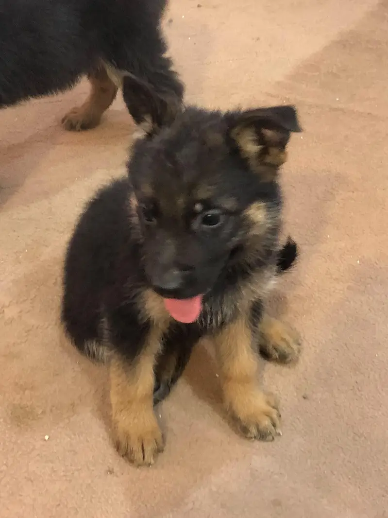 German shepherd puppies pair — photo 3