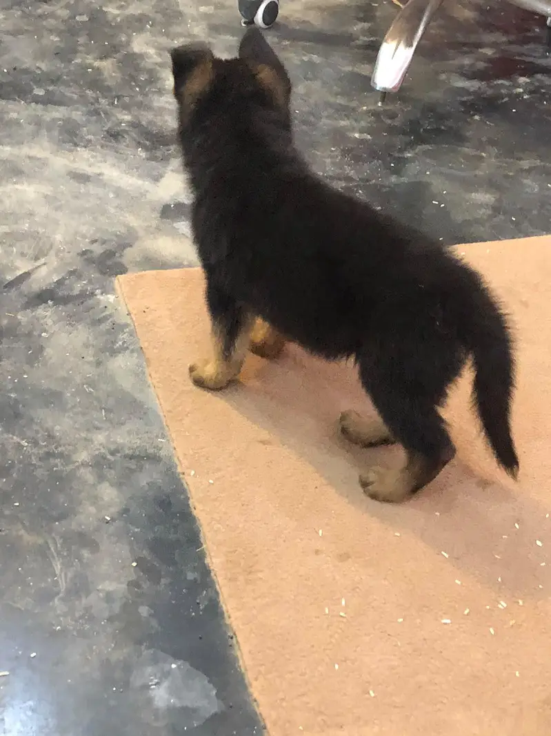 German shepherd puppies pair — photo 4