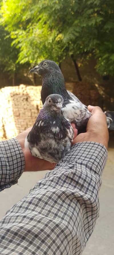 chaap daar pair for sale