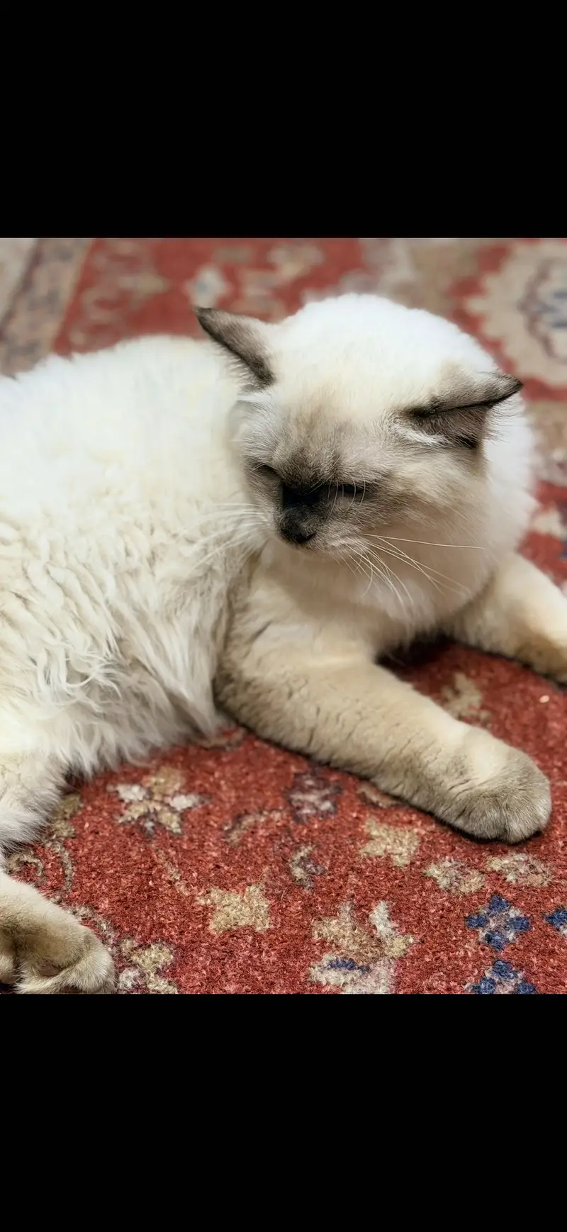 My dumba for adoption — photo 2