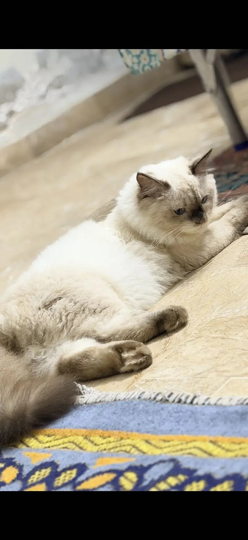 My dumba for adoption — photo 3