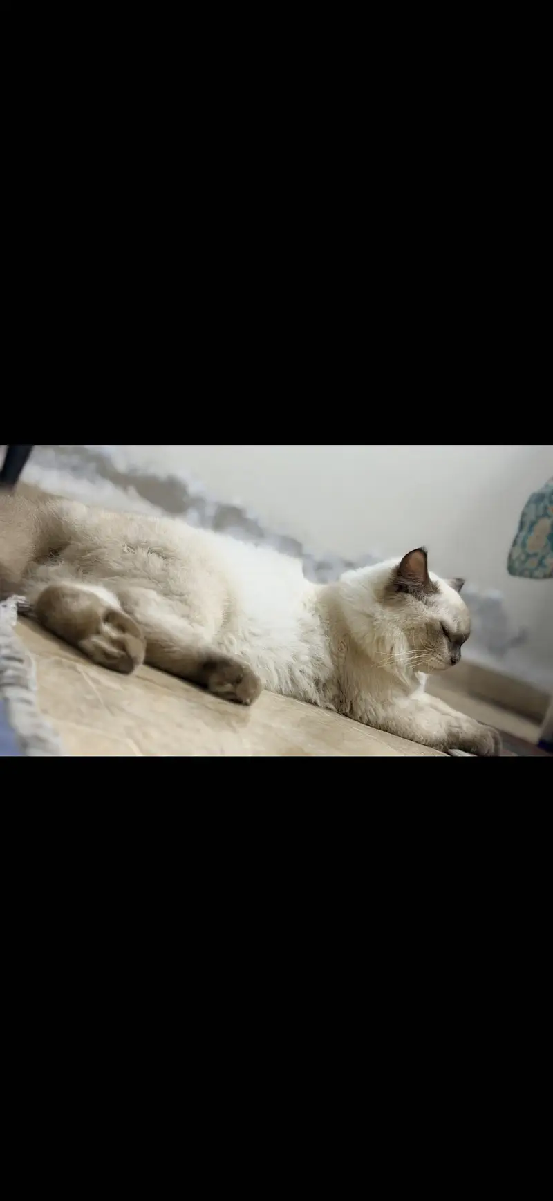 My dumba for adoption — photo 4