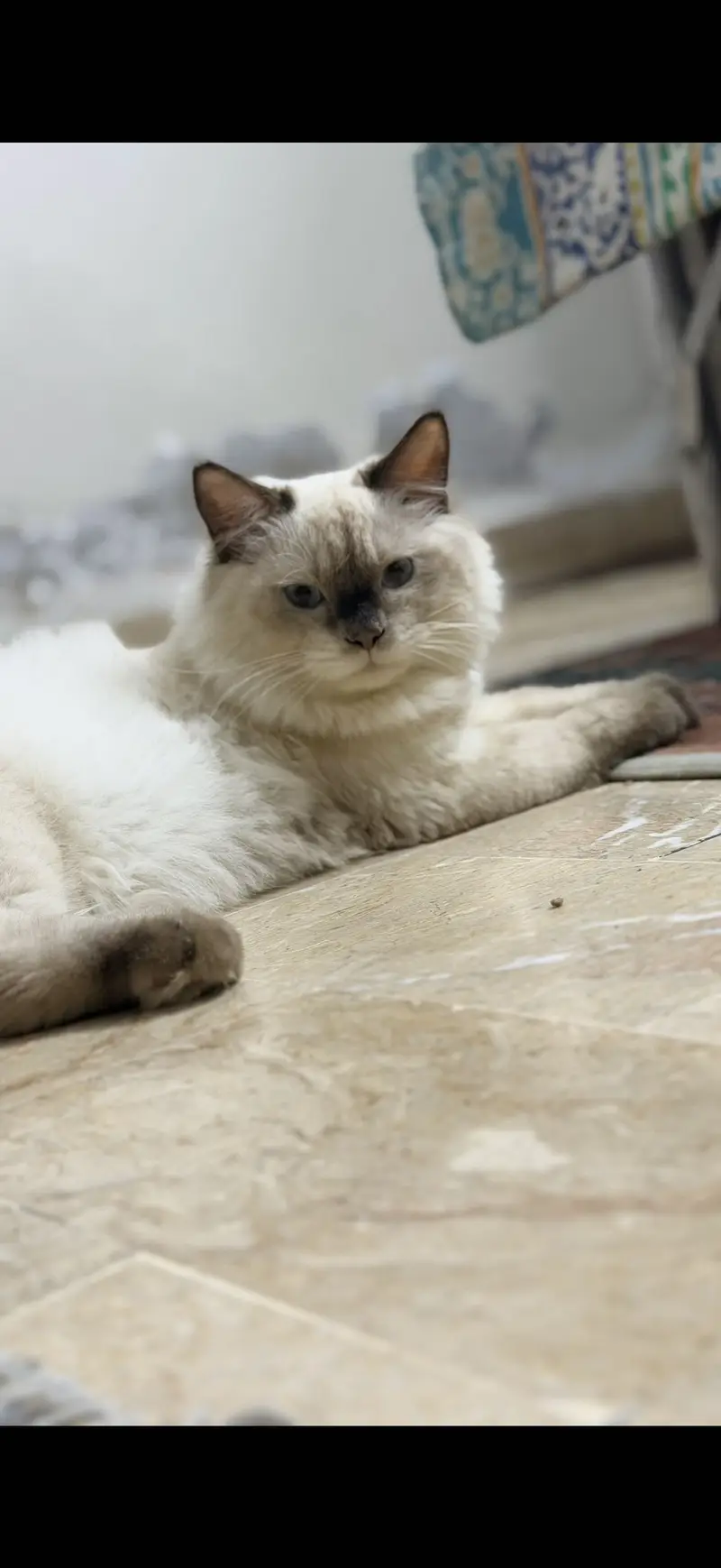 My dumba for adoption — photo 5