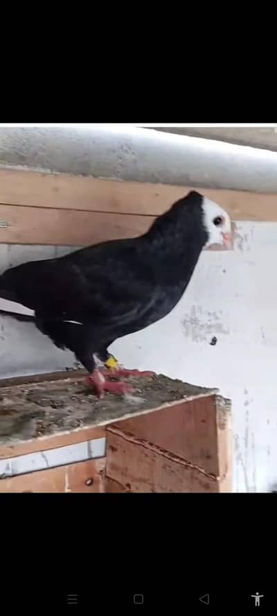 mukhi pigeons