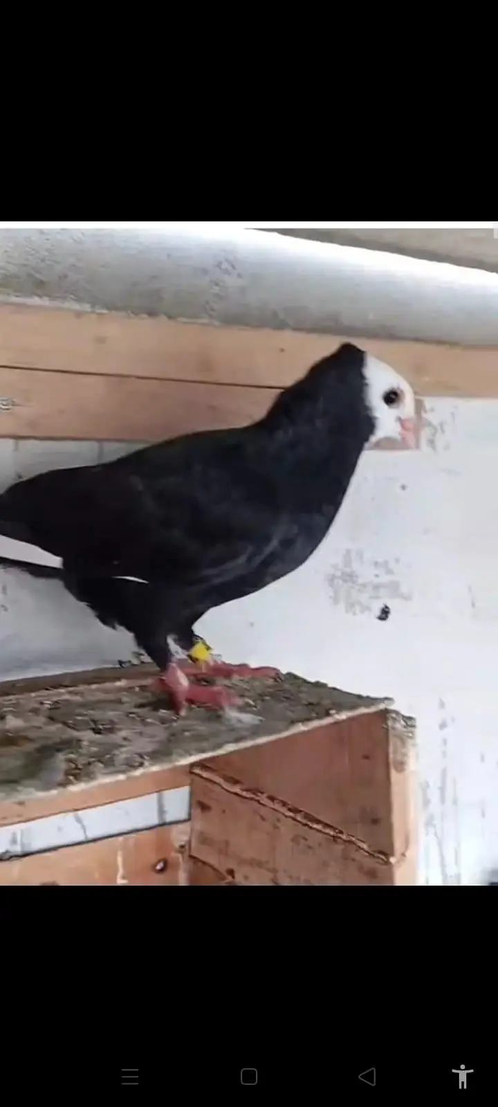 mukhi pigeons