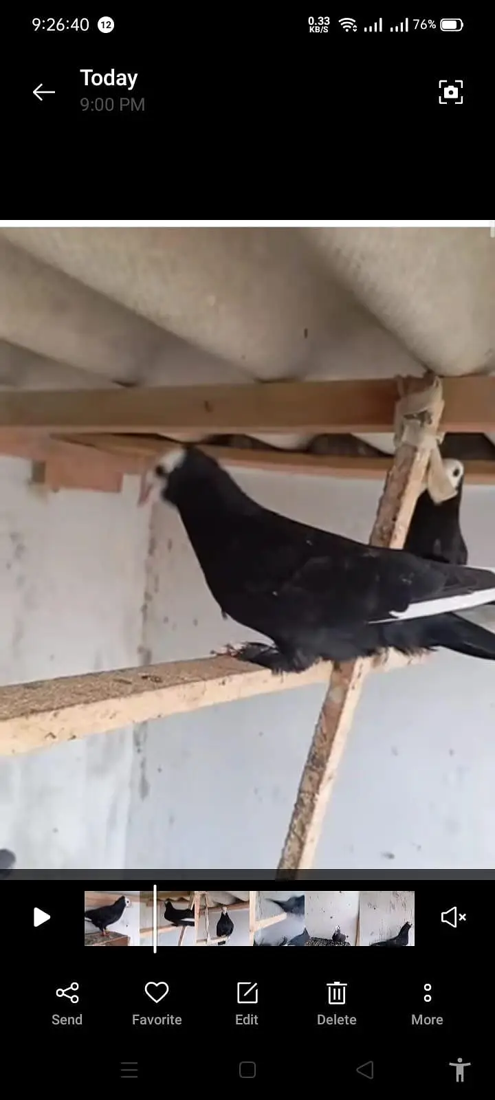 mukhi pigeons — photo 2