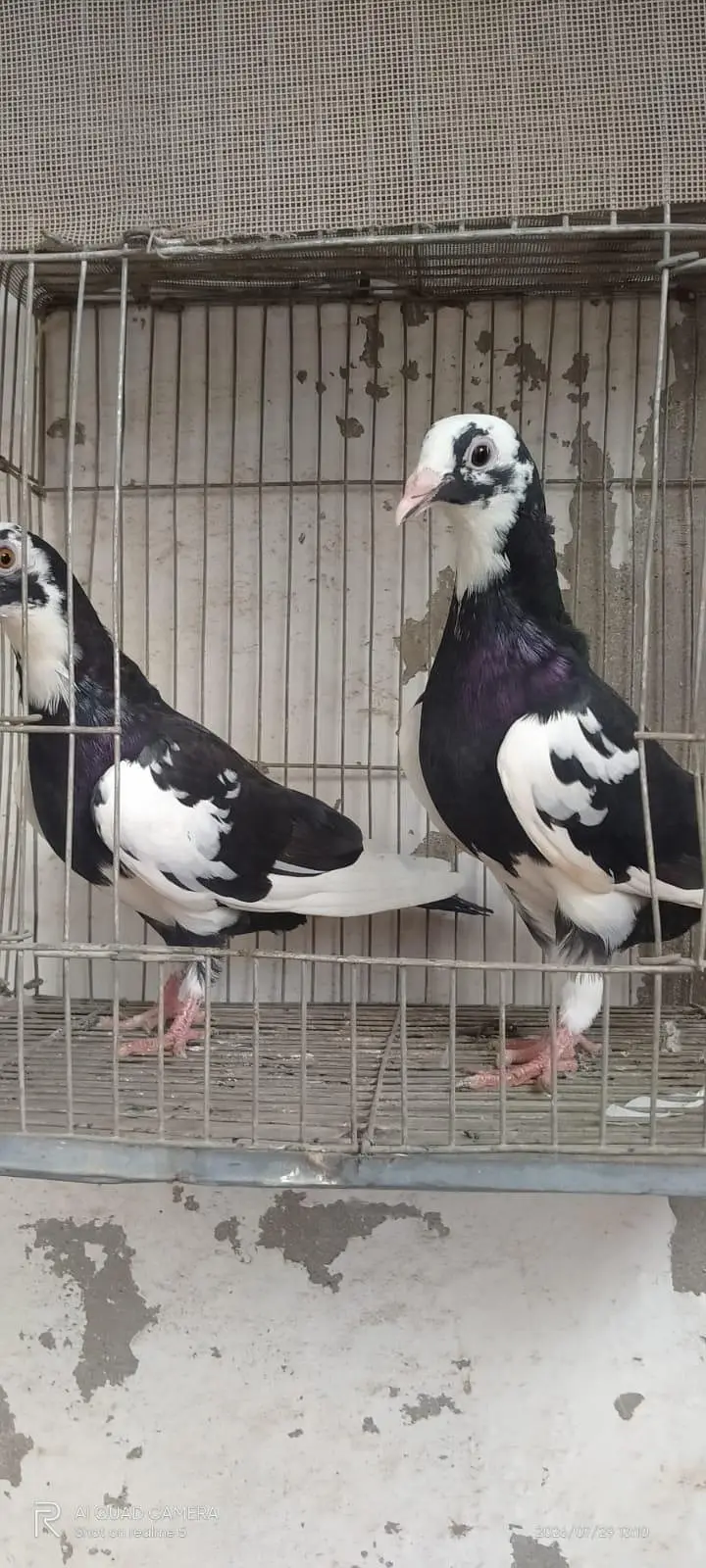 mukhi pigeons — photo 3