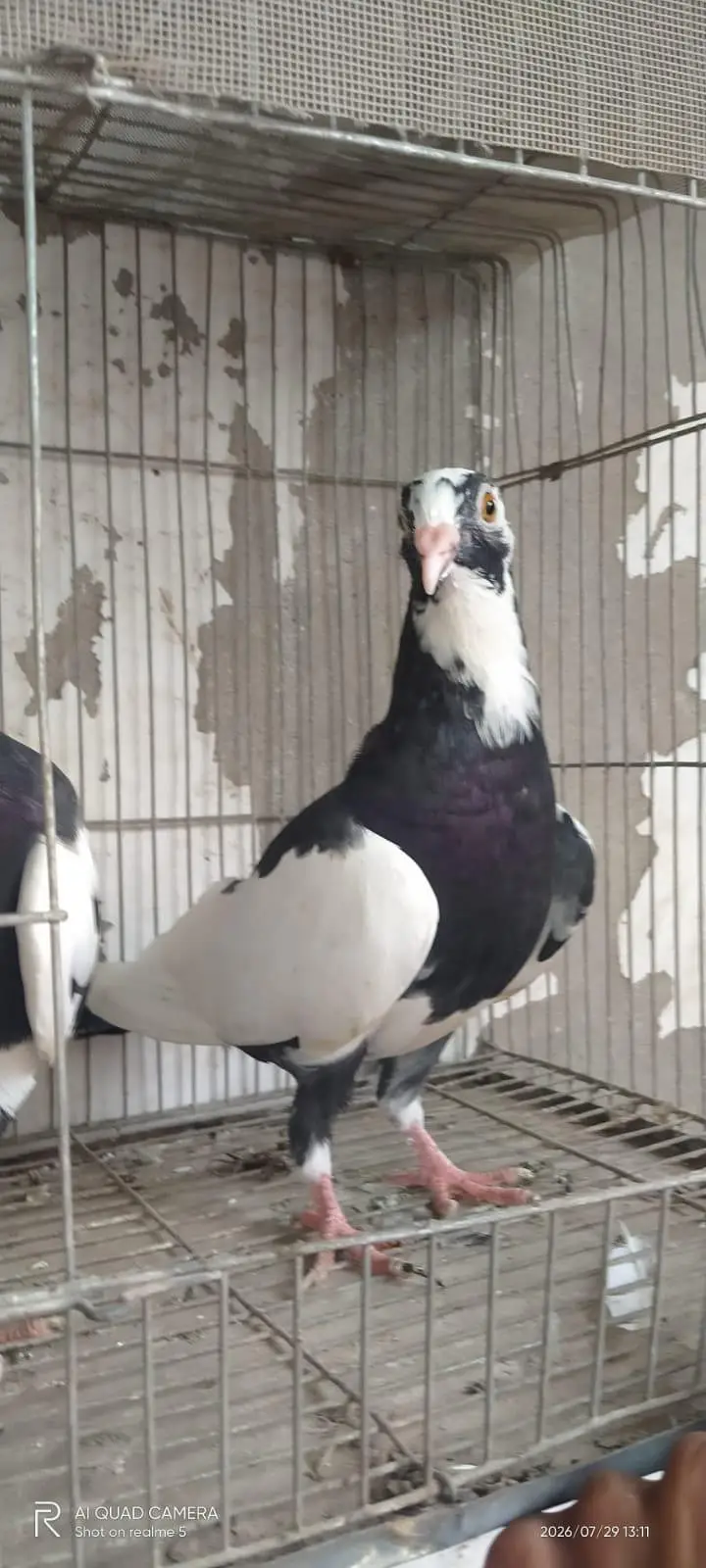 mukhi pigeons — photo 4