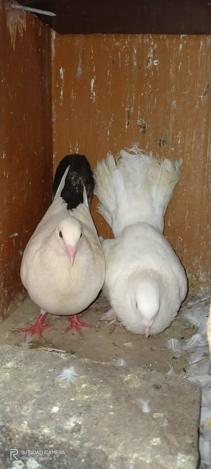 mukhi pigeons — photo 5