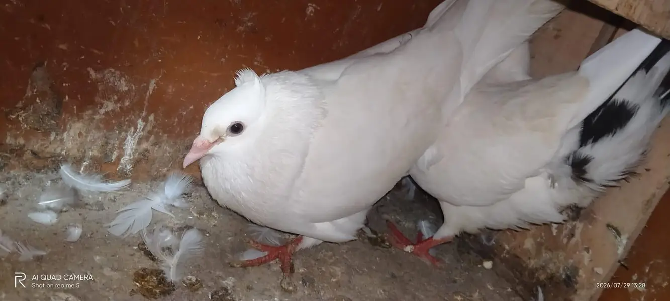 mukhi pigeons — photo 6