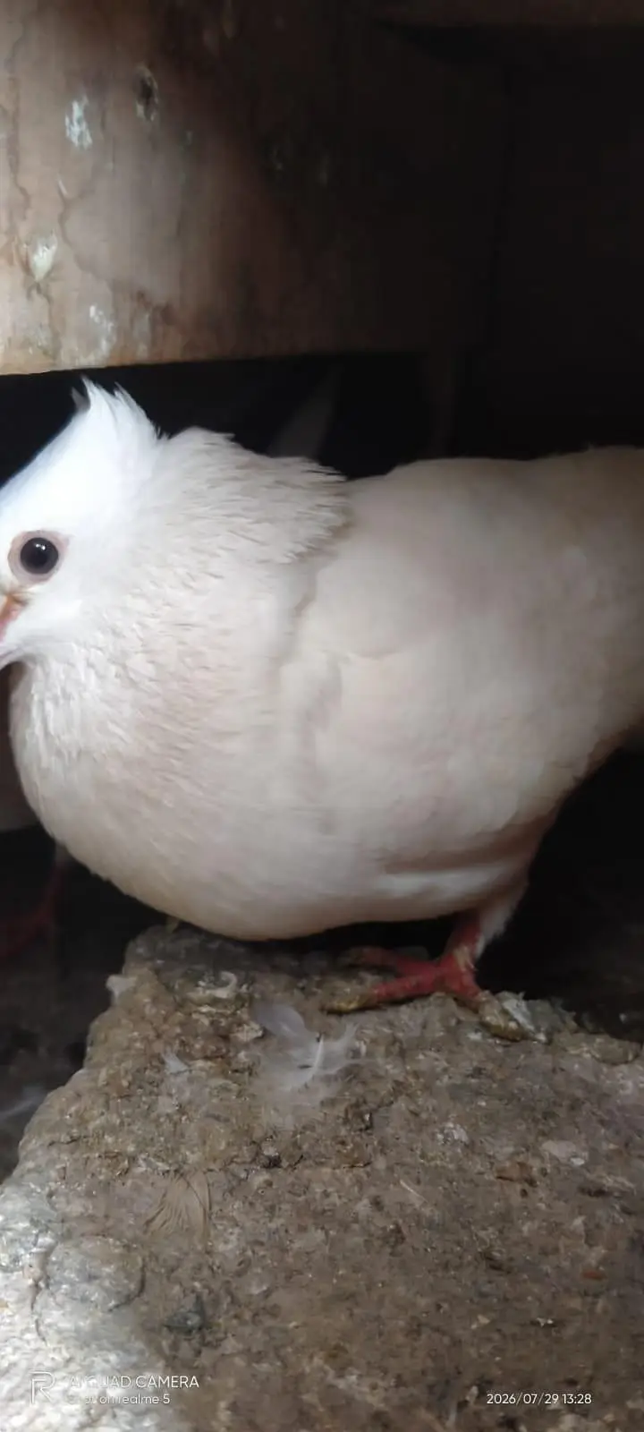 mukhi pigeons — photo 7