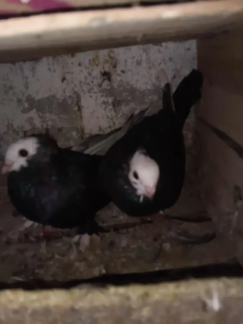 mukhi pigeons — photo 8