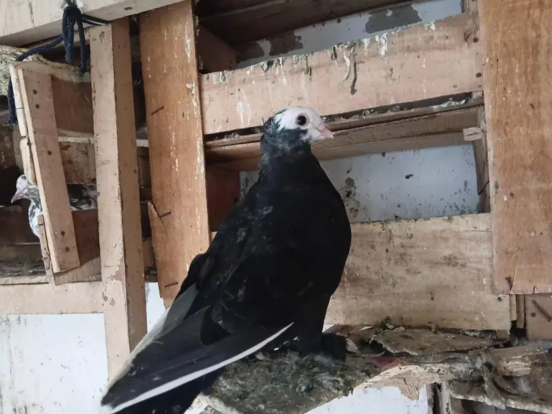 mukhi pigeons — photo 9