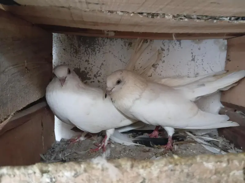 mukhi pigeons — photo 10