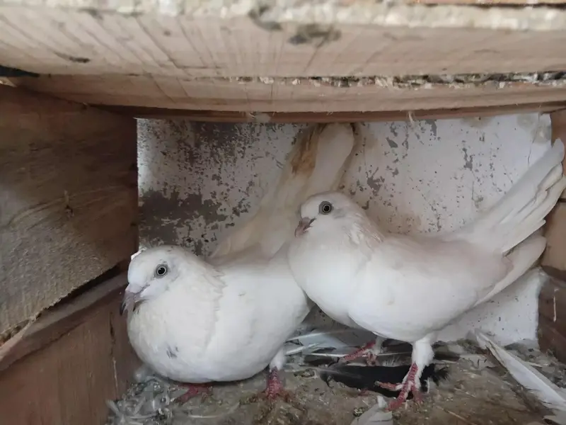 mukhi pigeons — photo 11