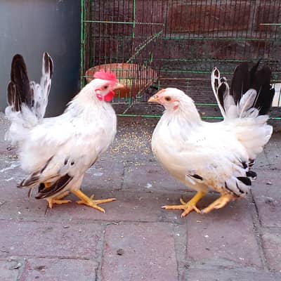 black tail Japanese pair