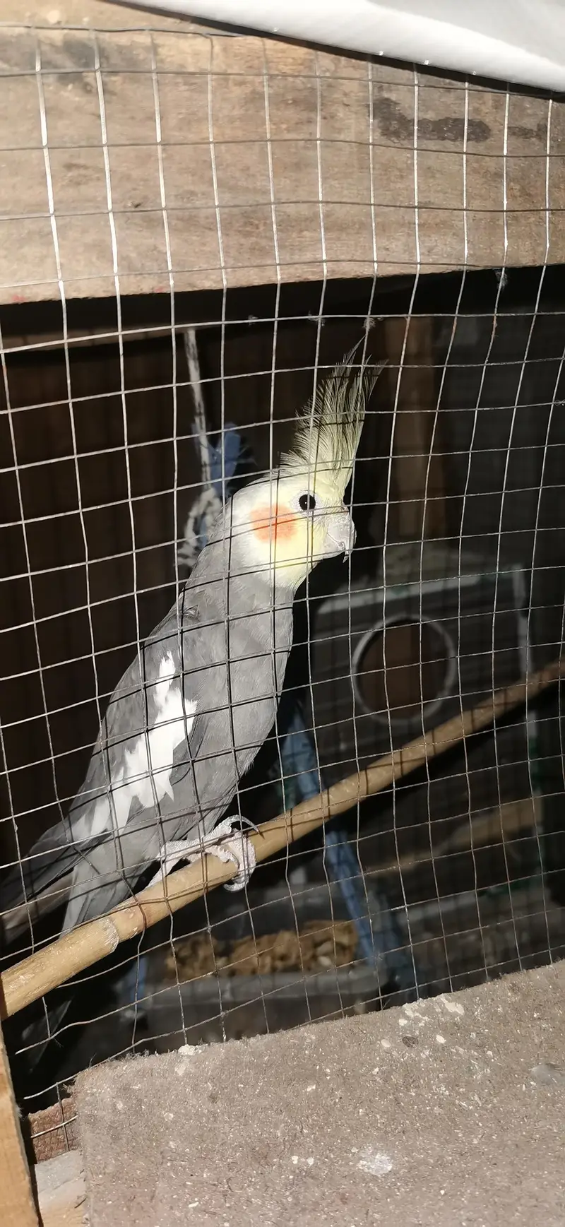 Urgent sale with breeding box free — photo 2