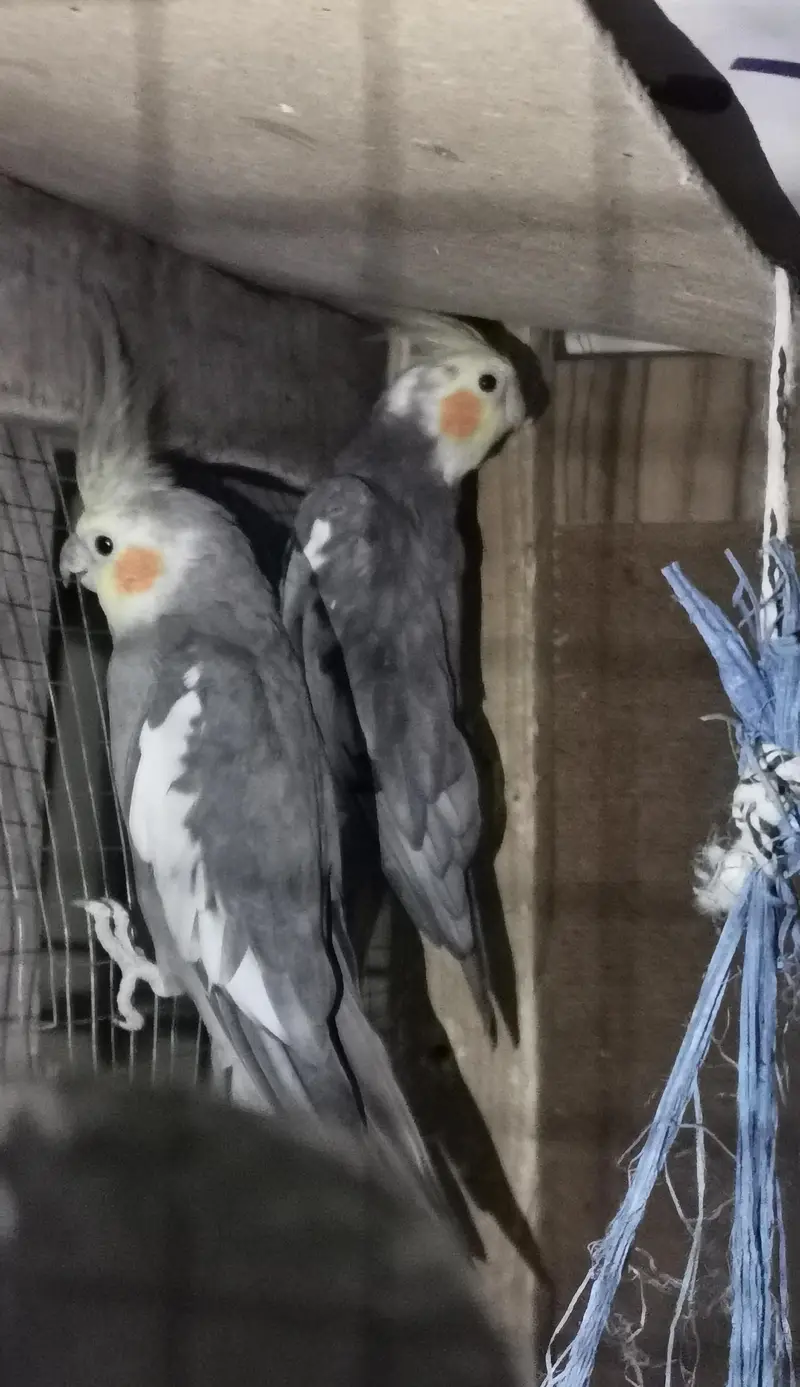 Urgent sale with breeding box free — photo 4