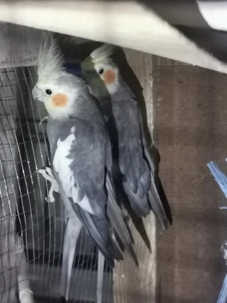 Urgent sale with breeding box free — photo 5